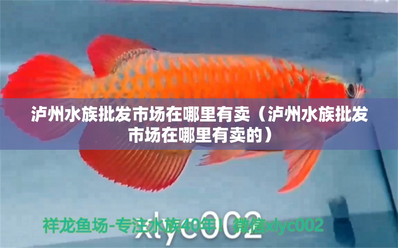 瀘州水族批發(fā)市場在哪里有賣（瀘州水族批發(fā)市場在哪里有賣的） 觀賞魚水族批發(fā)市場