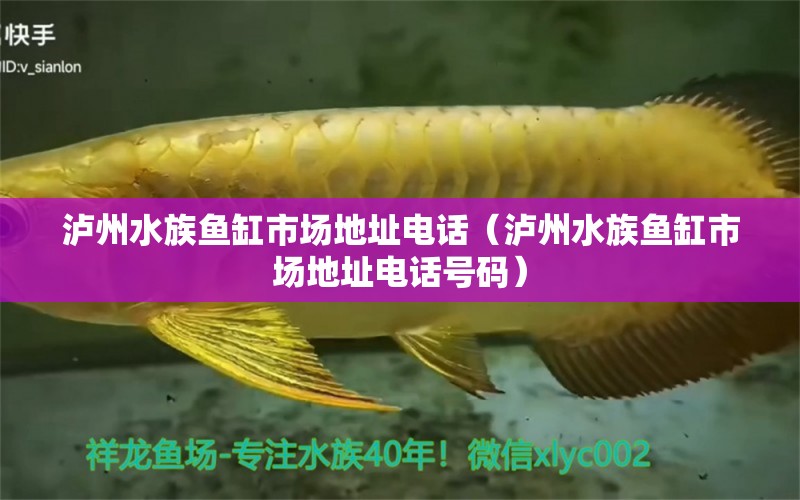 瀘州水族魚(yú)缸市場(chǎng)地址電話（瀘州水族魚(yú)缸市場(chǎng)地址電話號(hào)碼） 其他品牌魚(yú)缸