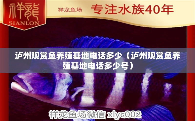 瀘州觀賞魚(yú)養(yǎng)殖基地電話多少（瀘州觀賞魚(yú)養(yǎng)殖基地電話多少號(hào)）