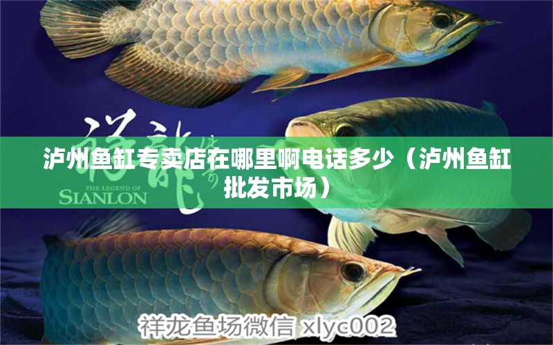 瀘州魚(yú)缸專賣店在哪里啊電話多少（瀘州魚(yú)缸批發(fā)市場(chǎng)） 廣州觀賞魚(yú)批發(fā)市場(chǎng)