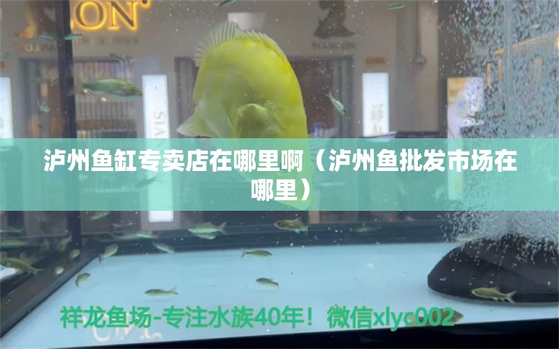 瀘州魚缸專賣店在哪里?。o州魚批發(fā)市場(chǎng)在哪里）