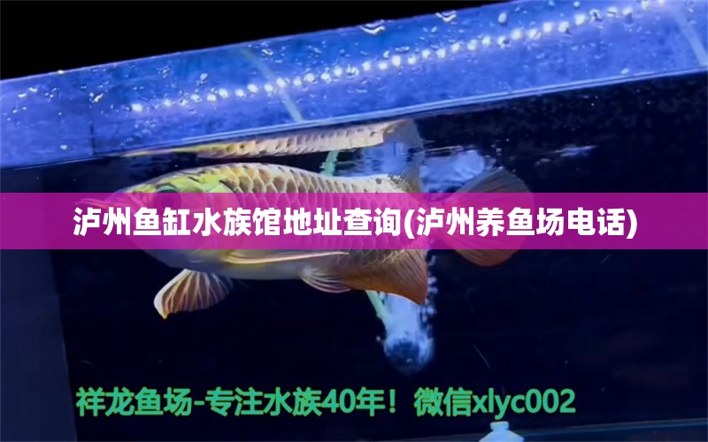 瀘州魚缸水族館地址查詢(瀘州養(yǎng)魚場(chǎng)電話) 南美異形觀賞魚