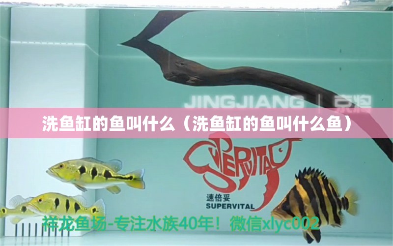 洗魚缸的魚叫什么（洗魚缸的魚叫什么魚） 黃寬帶蝴蝶魚