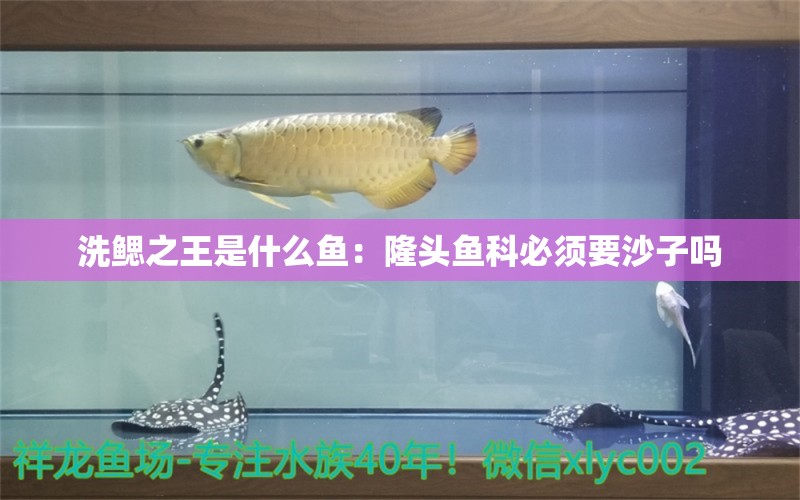 洗鰓之王是什么魚：隆頭魚科必須要沙子嗎