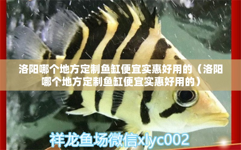 洛陽哪個地方定制魚缸便宜實惠好用的（洛陽哪個地方定制魚缸便宜實惠好用的） 祥龍水族醫(yī)院