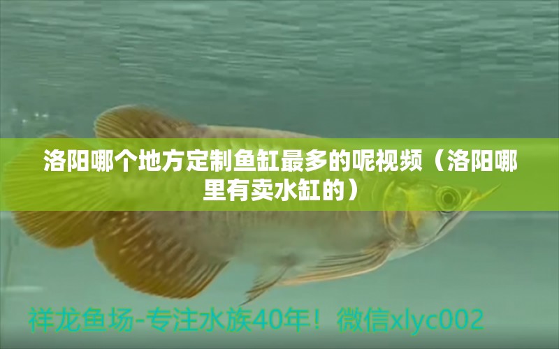 洛陽哪個地方定制魚缸最多的呢視頻（洛陽哪里有賣水缸的） 廣州觀賞魚批發(fā)市場