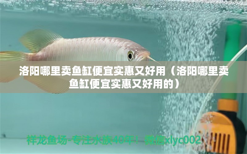 洛陽(yáng)哪里賣(mài)魚(yú)缸便宜實(shí)惠又好用（洛陽(yáng)哪里賣(mài)魚(yú)缸便宜實(shí)惠又好用的）