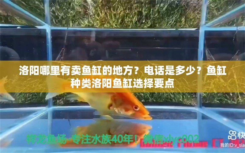 洛陽哪里有賣魚缸的地方？電話是多少？魚缸種類洛陽魚缸選擇要點(diǎn)