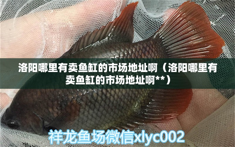 洛陽哪里有賣魚缸的市場地址啊（洛陽哪里有賣魚缸的市場地址啊**） 薩伊藍(lán)魚