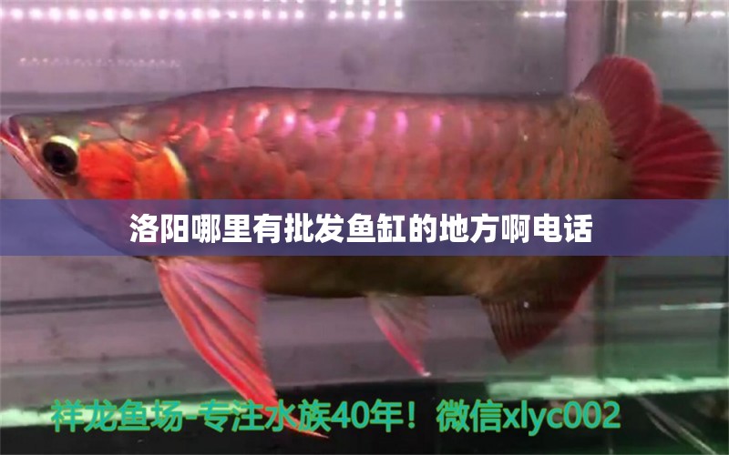 洛陽哪里有批發(fā)魚缸的地方啊電話 