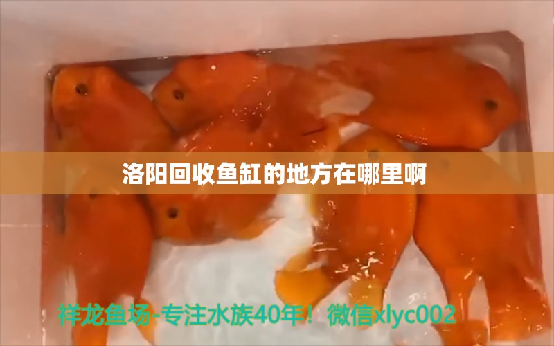 洛陽回收魚缸的地方在哪里啊 