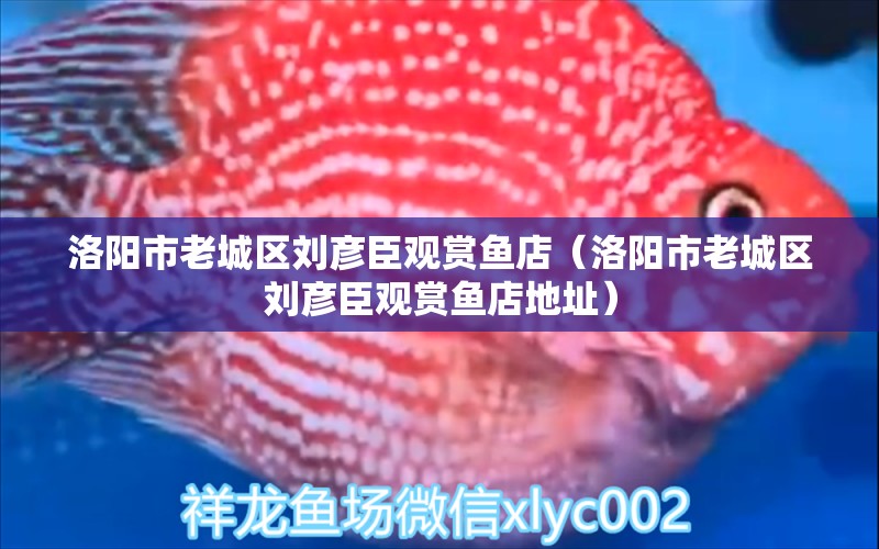 洛陽市老城區(qū)劉彥臣觀賞魚店（洛陽市老城區(qū)劉彥臣觀賞魚店地址） 全國水族館企業(yè)名錄