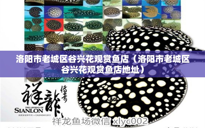 洛陽(yáng)市老城區(qū)谷興花觀賞魚(yú)店（洛陽(yáng)市老城區(qū)谷興花觀賞魚(yú)店地址） 全國(guó)水族館企業(yè)名錄