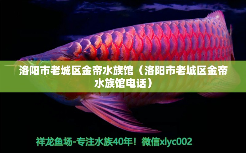 洛陽市老城區(qū)金帝水族館（洛陽市老城區(qū)金帝水族館電話）