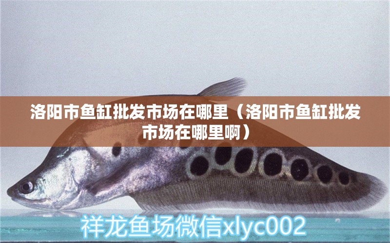 洛陽市魚缸批發(fā)市場在哪里（洛陽市魚缸批發(fā)市場在哪里?。?觀賞魚市場（混養(yǎng)魚）