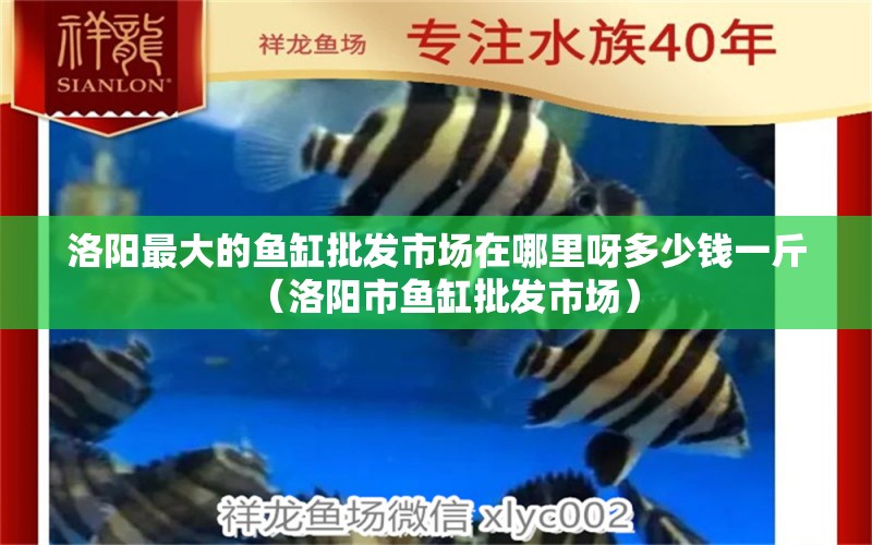 洛陽最大的魚缸批發(fā)市場在哪里呀多少錢一斤（洛陽市魚缸批發(fā)市場）