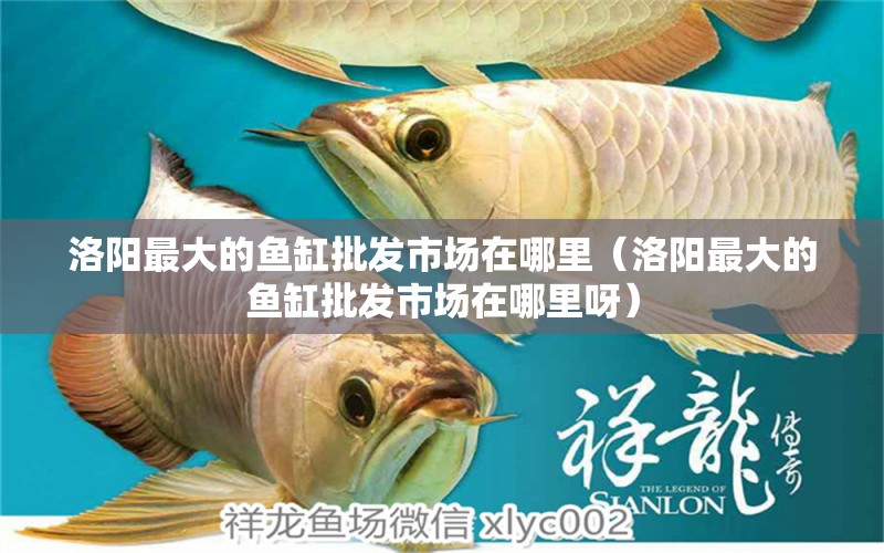 洛陽最大的魚缸批發(fā)市場(chǎng)在哪里（洛陽最大的魚缸批發(fā)市場(chǎng)在哪里呀） 紅龍福龍魚