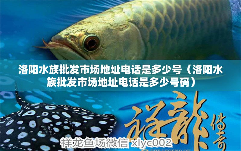 洛陽水族批發(fā)市場(chǎng)地址電話是多少號(hào)（洛陽水族批發(fā)市場(chǎng)地址電話是多少號(hào)碼） 觀賞魚水族批發(fā)市場(chǎng)