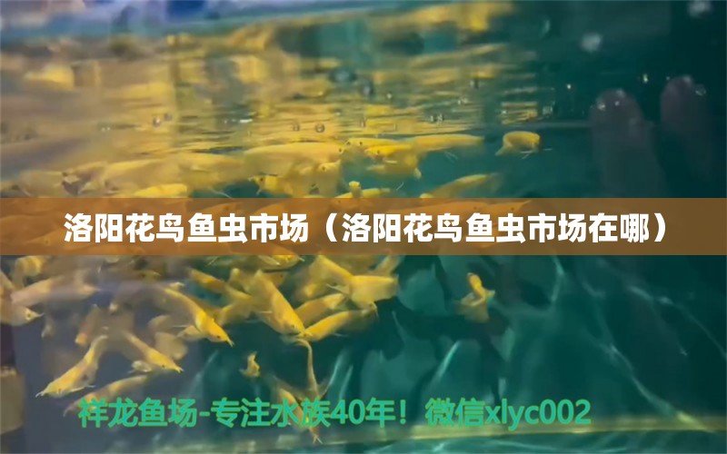 洛陽(yáng)花鳥魚蟲市場(chǎng)（洛陽(yáng)花鳥魚蟲市場(chǎng)在哪） 觀賞魚水族批發(fā)市場(chǎng)