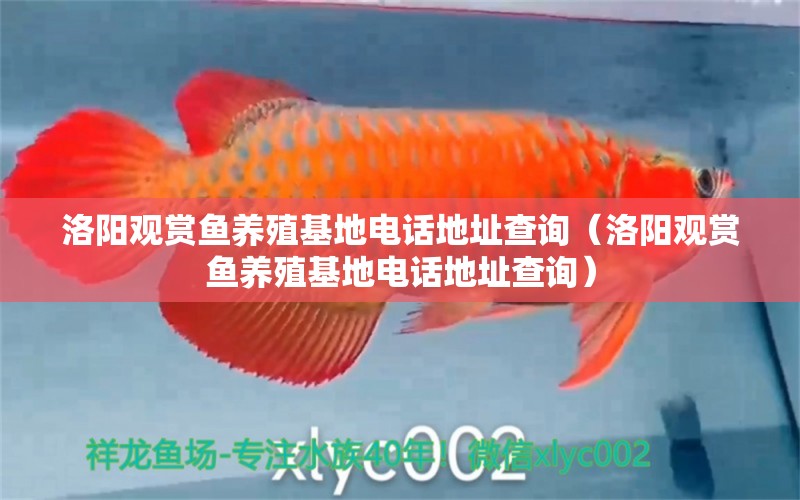 洛陽(yáng)觀賞魚(yú)養(yǎng)殖基地電話地址查詢（洛陽(yáng)觀賞魚(yú)養(yǎng)殖基地電話地址查詢）