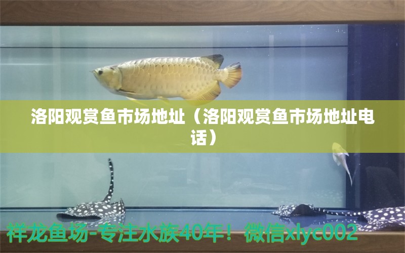 洛陽觀賞魚市場地址（洛陽觀賞魚市場地址電話） 觀賞魚市場（混養(yǎng)魚）