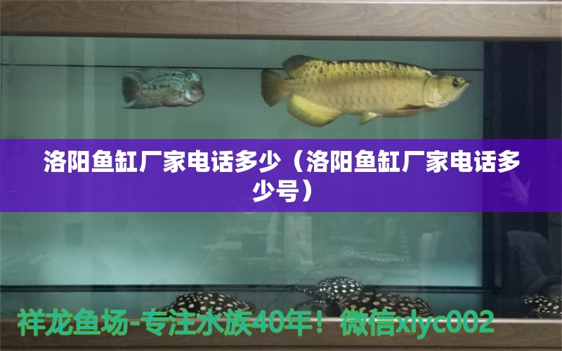 洛陽魚缸廠家電話多少（洛陽魚缸廠家電話多少號(hào)） 祥龍水族醫(yī)院