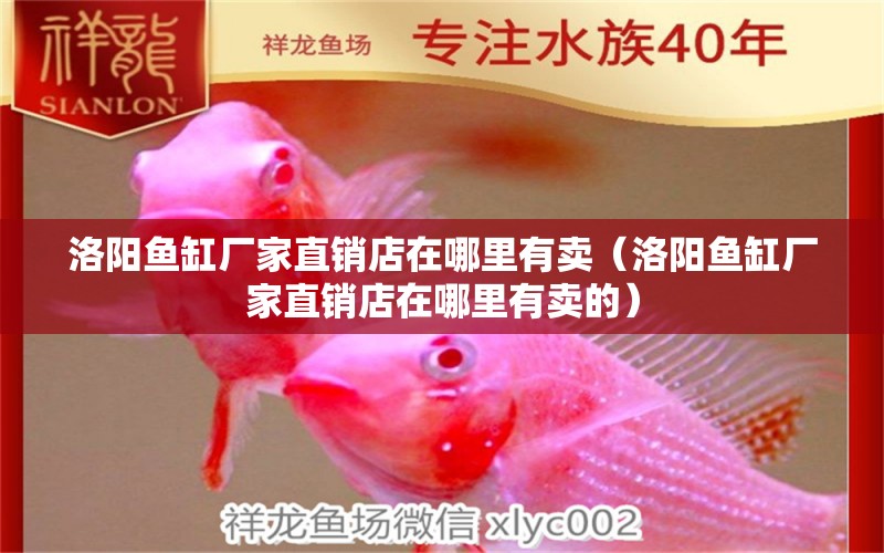 洛陽魚缸廠家直銷店在哪里有賣（洛陽魚缸廠家直銷店在哪里有賣的）