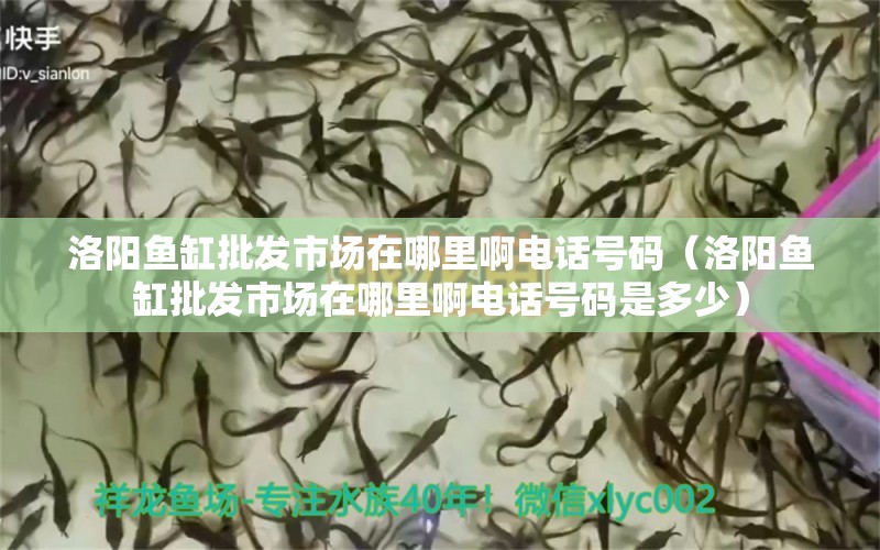 洛陽魚缸批發(fā)市場(chǎng)在哪里啊電話號(hào)碼（洛陽魚缸批發(fā)市場(chǎng)在哪里啊電話號(hào)碼是多少）