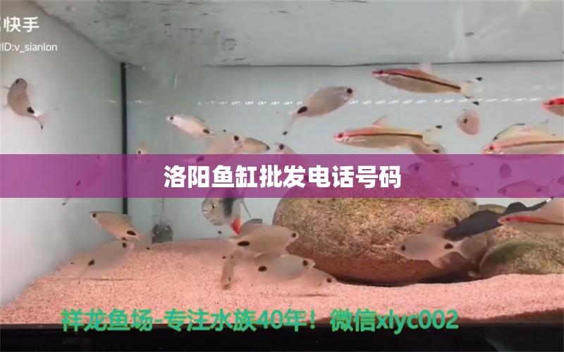 洛陽魚缸批發(fā)電話號碼 祥龍魚場