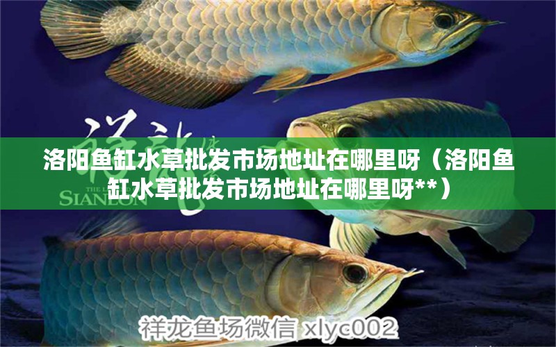 洛陽魚缸水草批發(fā)市場地址在哪里呀（洛陽魚缸水草批發(fā)市場地址在哪里呀**）