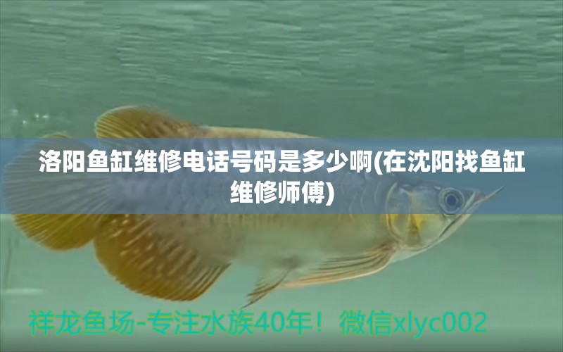 洛陽魚缸維修電話號碼是多少啊(在沈陽找魚缸維修師傅) 非洲象鼻魚