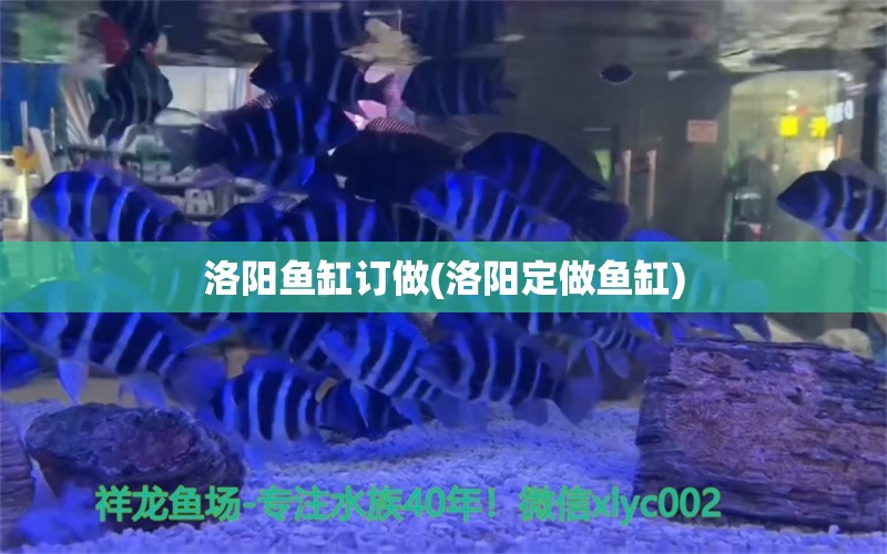 洛陽魚缸訂做(洛陽定做魚缸) 白子紅龍魚 第2張