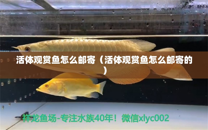 活體觀賞魚怎么郵寄（活體觀賞魚怎么郵寄的）