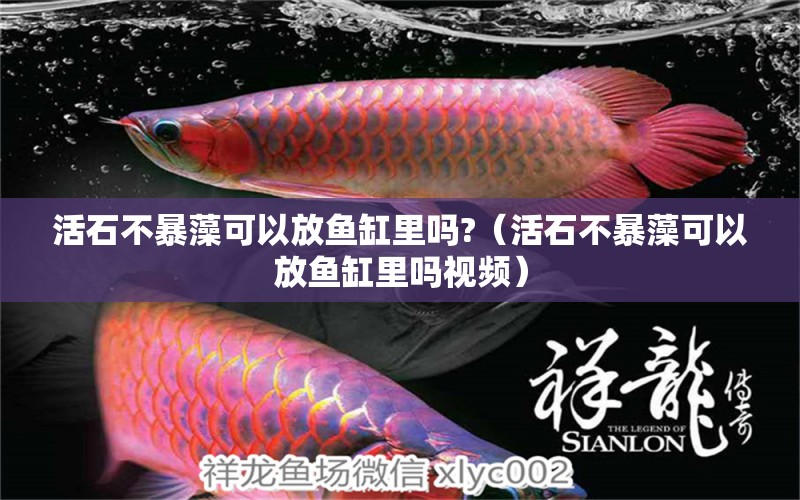 活石不暴藻可以放魚缸里嗎?（活石不暴藻可以放魚缸里嗎視頻）