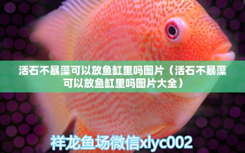 活石不暴藻可以放魚缸里嗎圖片（活石不暴藻可以放魚缸里嗎圖片大全） 祥龍水族醫(yī)院