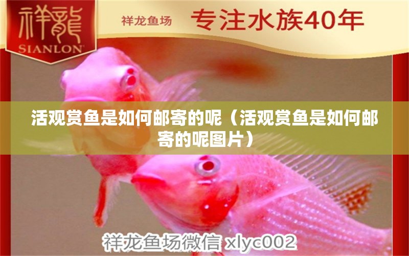 活觀賞魚是如何郵寄的呢（活觀賞魚是如何郵寄的呢圖片）