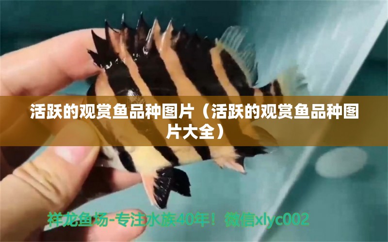 活躍的觀賞魚品種圖片（活躍的觀賞魚品種圖片大全）