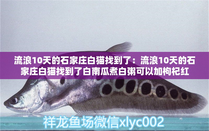 流浪10天的石家莊白貓找到了：流浪10天的石家莊白貓找到了白南瓜煮白粥可以加枸杞紅