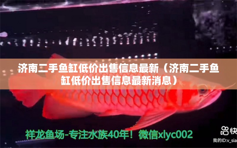 濟南二手魚缸低價出售信息最新（濟南二手魚缸低價出售信息最新消息） 埃及神仙魚