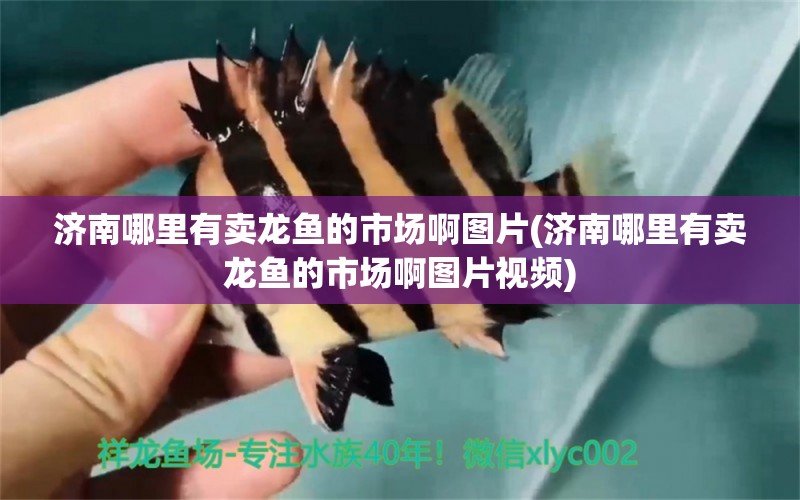 濟南哪里有賣龍魚的市場啊圖片(濟南哪里有賣龍魚的市場啊圖片視頻) 水族雜談