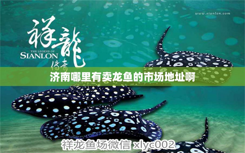 濟(jì)南哪里有賣龍魚的市場(chǎng)地址啊 祥龍魚場(chǎng)