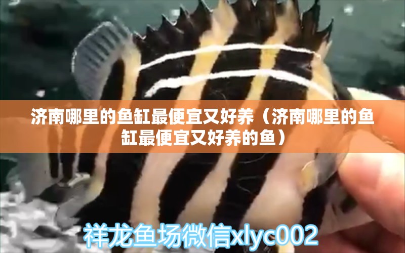 濟南哪里的魚缸最便宜又好養(yǎng)（濟南哪里的魚缸最便宜又好養(yǎng)的魚）