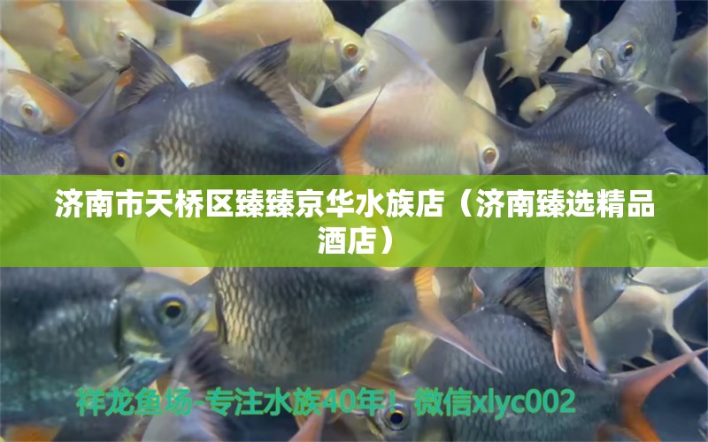 濟南市天橋區(qū)臻臻京華水族店（濟南臻選精品酒店） 全國水族館企業(yè)名錄