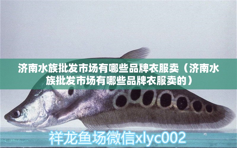 濟(jì)南水族批發(fā)市場有哪些品牌衣服賣（濟(jì)南水族批發(fā)市場有哪些品牌衣服賣的） 觀賞魚水族批發(fā)市場