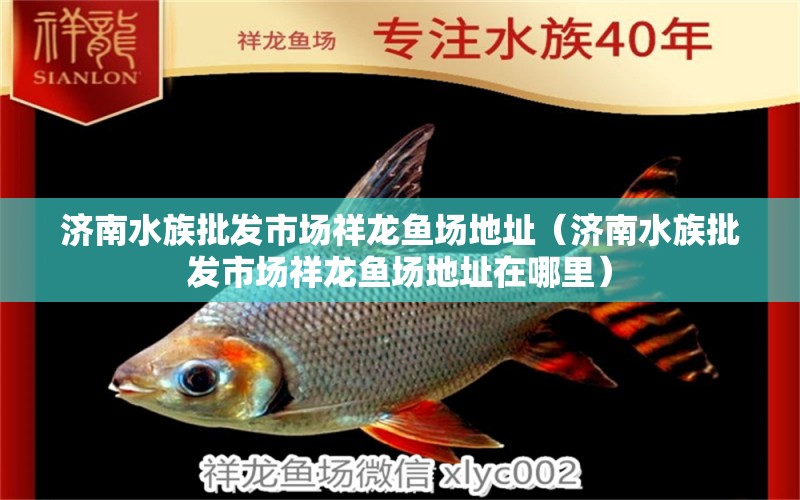 濟南水族批發(fā)市場祥龍魚場地址（濟南水族批發(fā)市場祥龍魚場地址在哪里） 觀賞魚水族批發(fā)市場