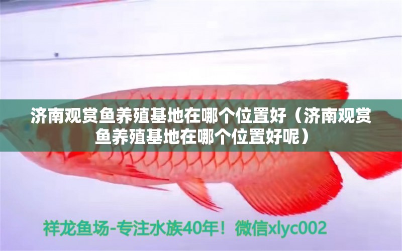 濟南觀賞魚養(yǎng)殖基地在哪個位置好（濟南觀賞魚養(yǎng)殖基地在哪個位置好呢）