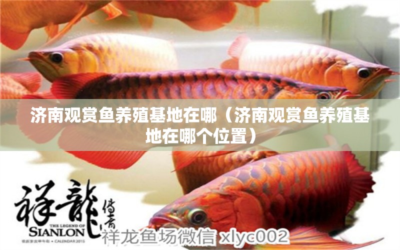 濟(jì)南觀賞魚養(yǎng)殖基地在哪（濟(jì)南觀賞魚養(yǎng)殖基地在哪個(gè)位置） 廣州龍魚批發(fā)市場(chǎng)