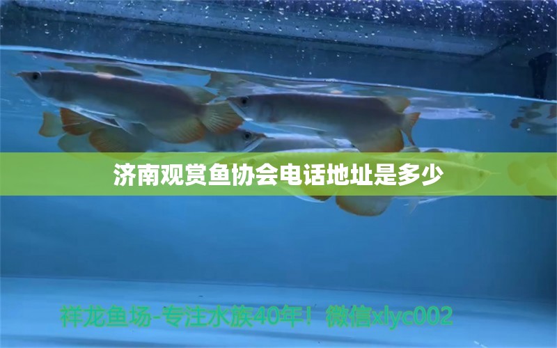 濟(jì)南觀賞魚協(xié)會電話地址是多少