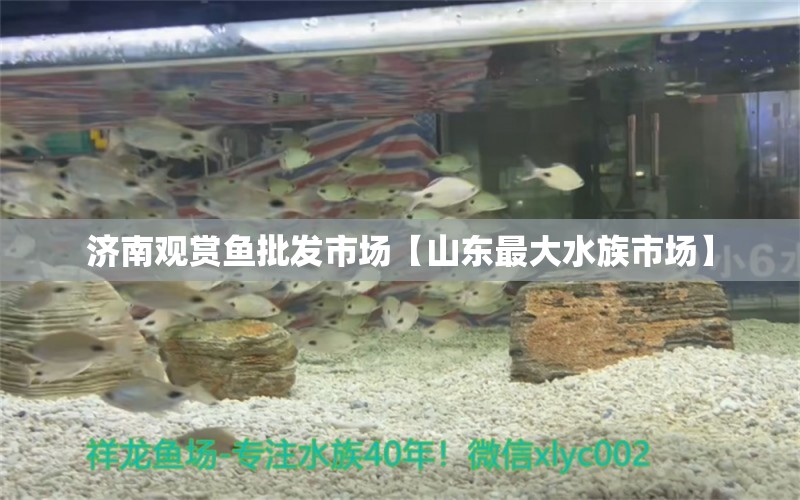 濟(jì)南觀賞魚批發(fā)市場【山東最大水族市場】