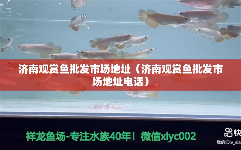 濟(jì)南觀賞魚批發(fā)市場地址（濟(jì)南觀賞魚批發(fā)市場地址電話）